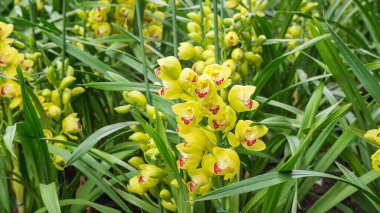 Bahçedeki sarı Cymbidium çiçeği.