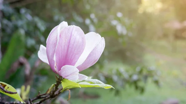 Magnolia Rose Fleur Dans Jardin — Photo