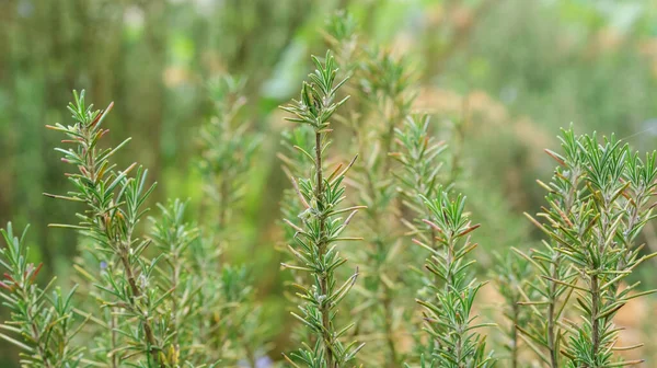 Planta Alecrim Verde Uma Horta — Fotografia de Stock