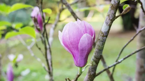 Magnolia Rose Fleur Dans Jardin — Photo