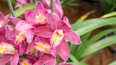 Bahçedeki mor Cymbidium çiçeği.