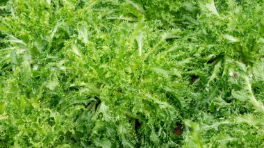 Yeşil Fırfırlı Buzdağı bitkisi sebze bahçesinde.