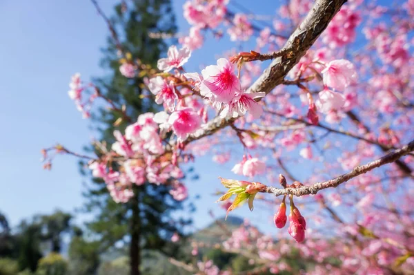 Fiori Ciliegio Rosa Sakura Giardino — Foto Stock