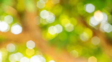 Doğanın soyut arkaplanı için yeşil bokeh.