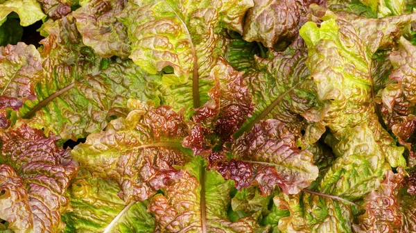 Red Oak Lettuce Plant Vegetable Garden Farm — Stock Photo, Image