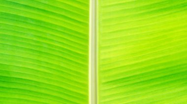 Arkaplan için yeşil muz yaprağını kapat.