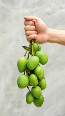 Gri bir arka planda yeşil ekşi mango tutan adamlar (ham mango).