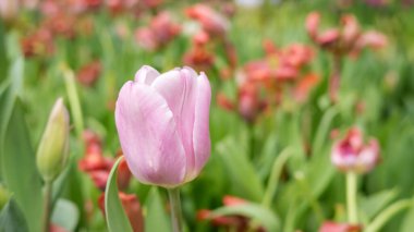 Bahçede pembe lale çiçeği.