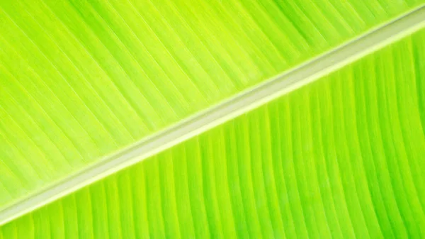 Közelkép Zöld Banánlevél Háttér — Stock Fotó