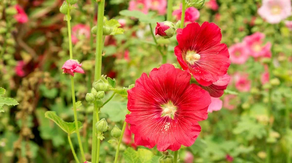 Bahçede kırmızı güller açıyor..
