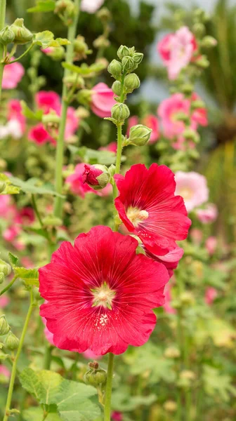 Röda Hollyhocks Blomma Trädgård — Stockfoto