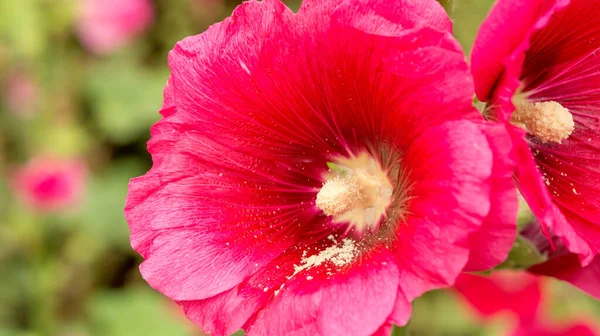 Gros Plan Pollen Fleurs Hollyhocks Rouges — Photo
