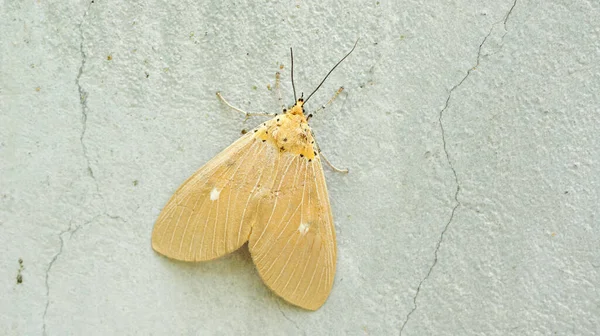 Mariposa Marrom Uma Parede Cimento Cinza — Fotografia de Stock