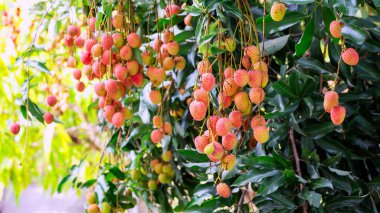 Meyve bahçesindeki Lychee ağacı.