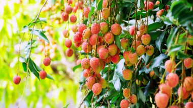 Meyve bahçesindeki Lychee ağacı.