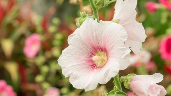 Bahçedeki Pembe Hollyhocks Çiçeği — Stok fotoğraf