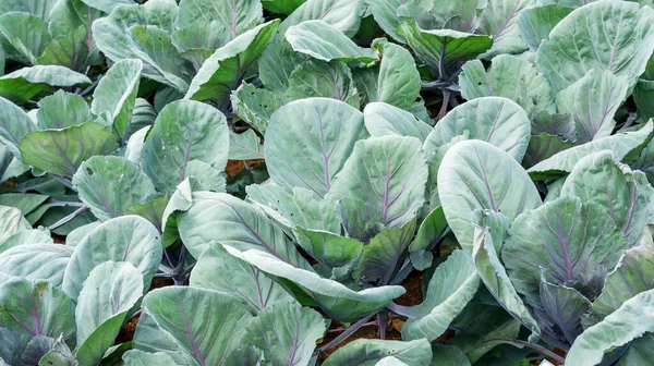 Cabbage Plant Vegetable Garden — Stock Photo, Image