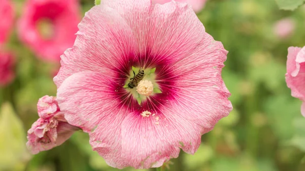 Rosa Hollyhocks Blomma Trädgård — Stockfoto