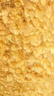 Lagerstroemia floribunda ağacının kabuğunu kapatın..