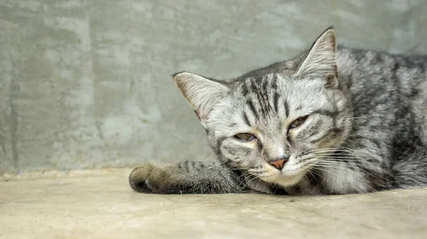 Cinza Listrado Gato Deitado Quarto — Fotografia de Stock