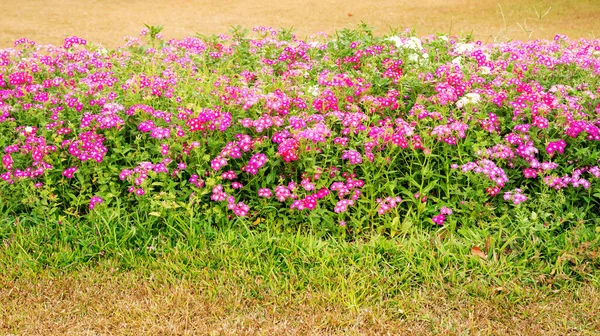 Flor Phlox Drummondii Colorido Jardim — Fotografia de Stock