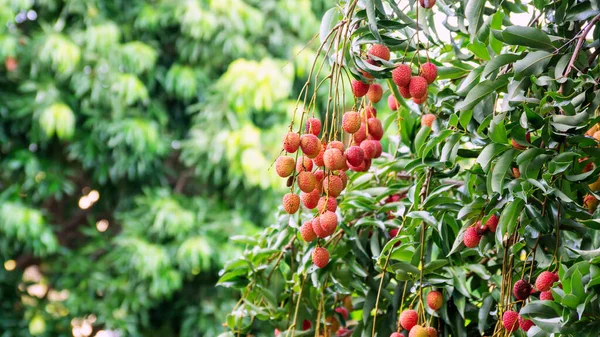 Litschi Baum Einem Obstgarten — Stockfoto