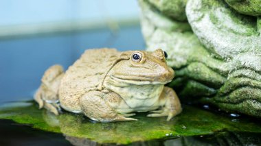 Gölette bir kurbağa.