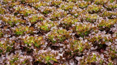 Hidrofonik sebze bahçesindeki kırmızı meşe bitkisi..