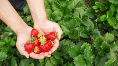 Erkekler kırmızı çilek toplar..