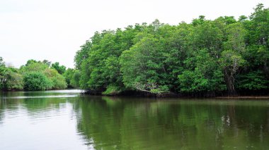 Tayland 'ın güneyindeki Songkhla Gölü' ndeki Mangrove Ormanı.