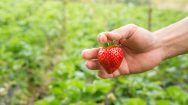 Erkekler kırmızı çilek toplar..