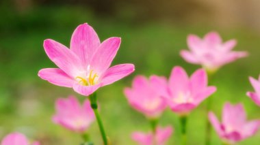 Pembe Zephyranthes Bahçedeki Lily Çiçeği.