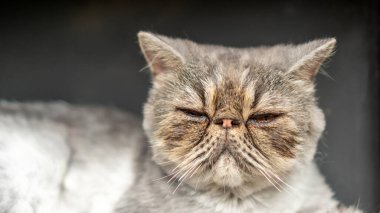 Gri çizgili İran kedisinin kirli yüzünü kapatın..