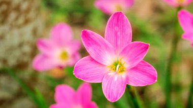 Pembe Zephyranthes Bahçedeki Lily Çiçeği.