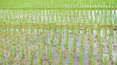 Tayland 'da yeşil pirinç tarlası.