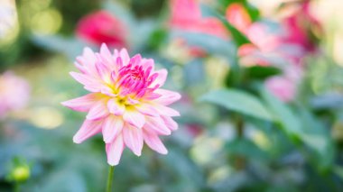 Bahçede pembe yıldız çiçeği.