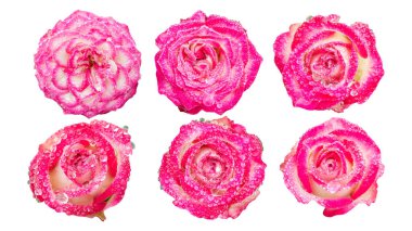 Beyaz arka planda pembe güllerin üzerindeki damlacık.