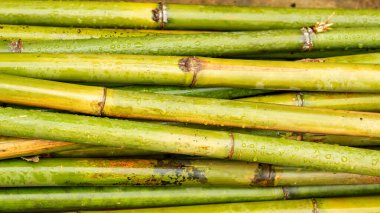 Bir bambuya su damlası, doğal arka plan için..