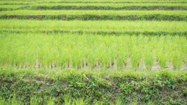Tayland 'da yeşil pirinç tarlası.