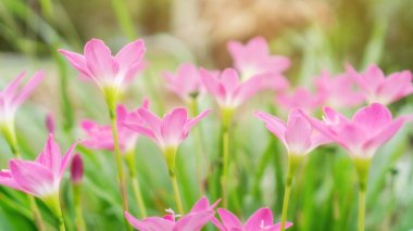 Pembe Zephyranthes Bahçedeki Lily Çiçeği.