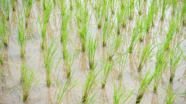 Tayland 'da yeşil pirinç tarlası.