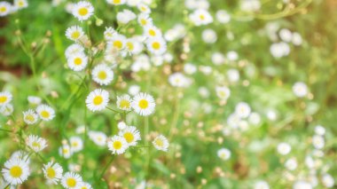 Bahçedeki beyaz papatya çiçeği.