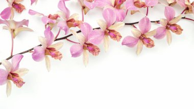 Beyaz arkaplanda pembe orkide çiçeği.