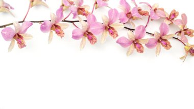 Beyaz arkaplanda pembe orkide çiçeği.