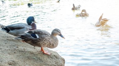 Nakhon Pathom yumurta ördeği havuzda yüzüyor..