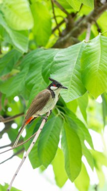 Kırmızı bıyıklı bulbul (Pycnonotus jocosus) bir ağaca tünemiş kuş.