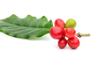 Taze Arabika kahve çekirdekleri ve beyaz arka planda yapraklar.