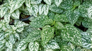 Bir bahçedeki Hipopestes phylostachya 'ya (Polka nokta bitkisi) yakın plan.