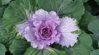 Bir bahçede süslü lahana (çiçek açan lahana) bitkisi.