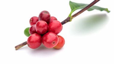 Taze Arabika kahve çekirdekleri ve beyaz arka planda yapraklar.